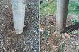 větší obrázek: Detailní pohledy na špatnou péči o nově vysázené stromy. Poškozená báze kmene mladé lipky ("sloní noha"). Stromek vbpravo je zasazen příliš mělce.